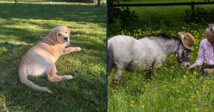 Dogs and Mogs: What happens to pets after divorce?